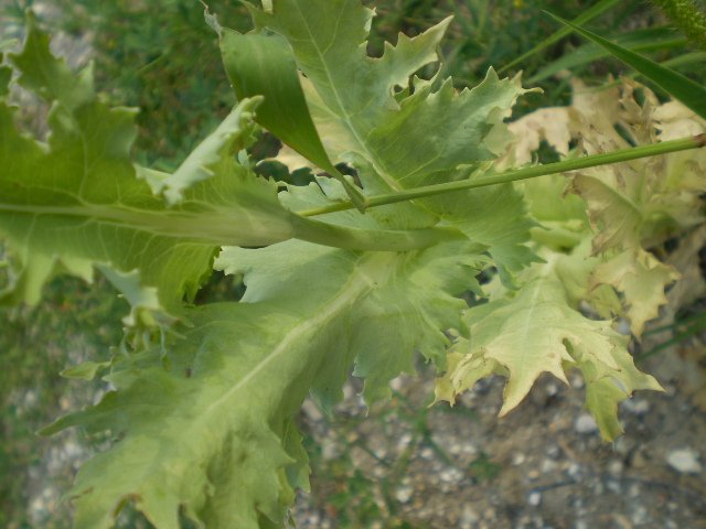 quasi in citta'' - Papaver somniferum (cultivar)