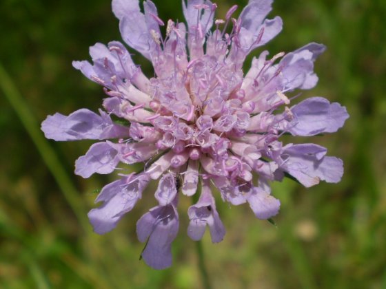 Knautia sp. (Dipsacaceae)