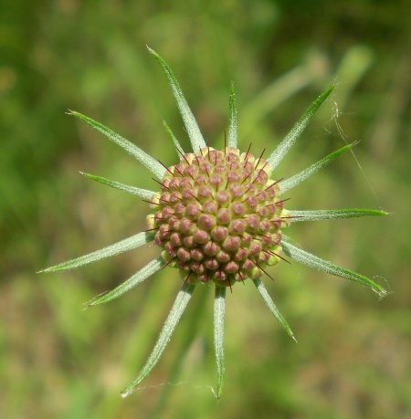 Knautia sp. (Dipsacaceae)