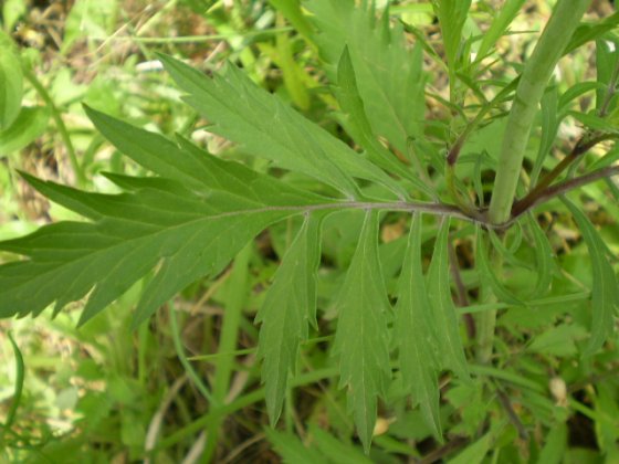 Knautia sp. (Dipsacaceae)