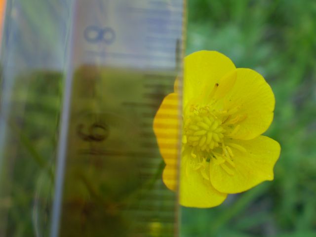 ranuncolo comune? - Ranunculus cfr. bulbosus