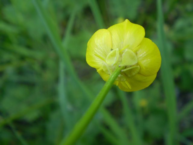 ranuncolo comune? - Ranunculus cfr. bulbosus