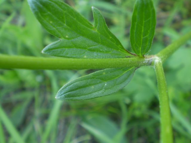 ranuncolo comune? - Ranunculus cfr. bulbosus