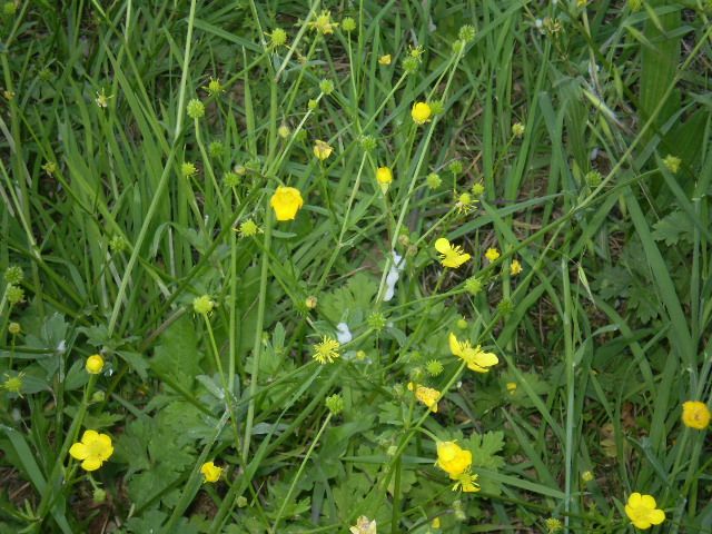 ranuncolo comune? - Ranunculus cfr. bulbosus