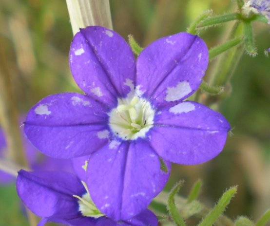 Legousia speculum-veneris e Convolvulus arvensis