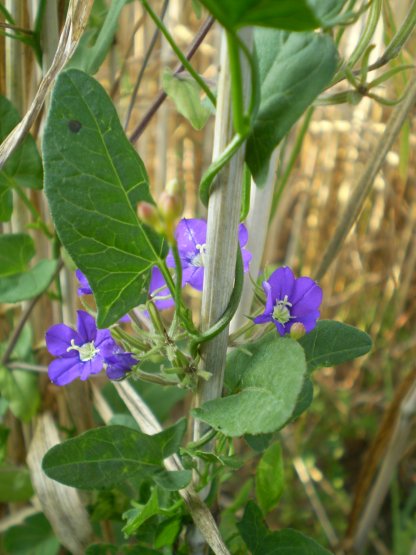 Legousia speculum-veneris e Convolvulus arvensis