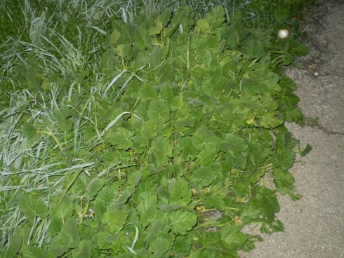 Erodium malacoides / Becco di gr malvaceo