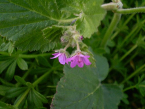 Erodium malacoides / Becco di gr malvaceo