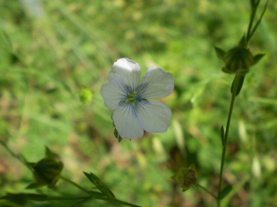 Linum bienne
