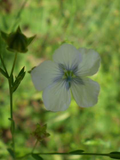 Linum bienne