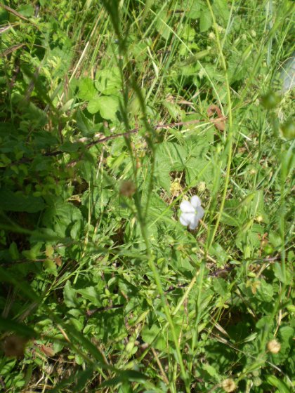 Linum bienne