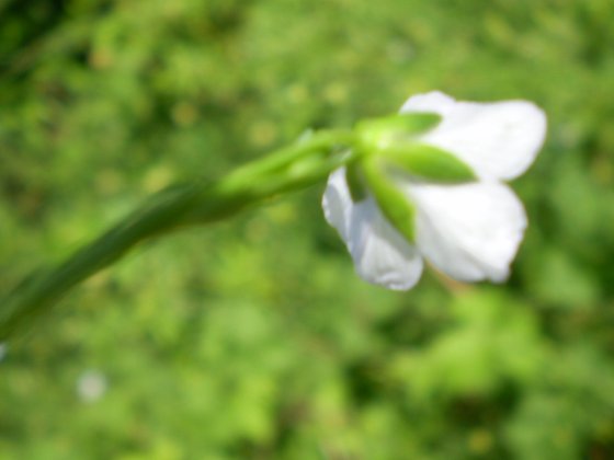 Linum bienne