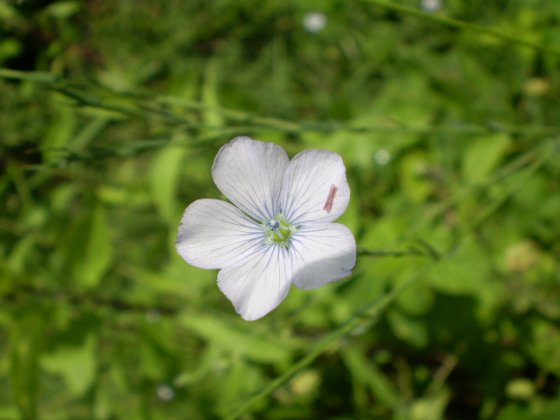 Linum bienne