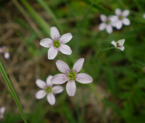 Petrorhagia saxifraga