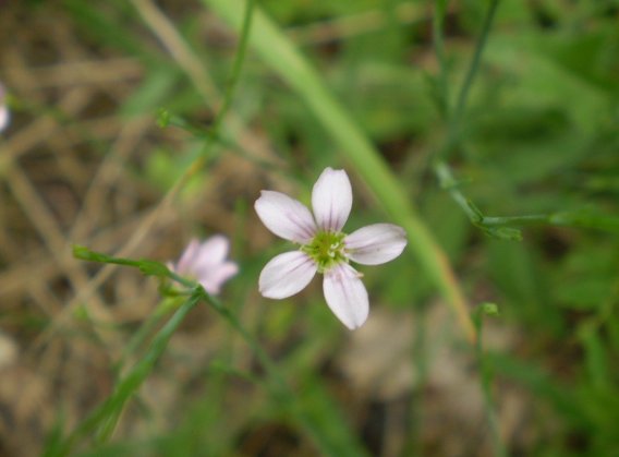 Petrorhagia saxifraga