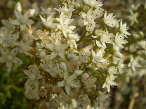 Sedum album / Borracina bianca