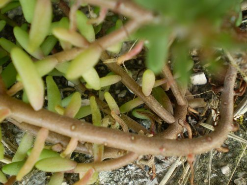 Sedum album / Borracina bianca