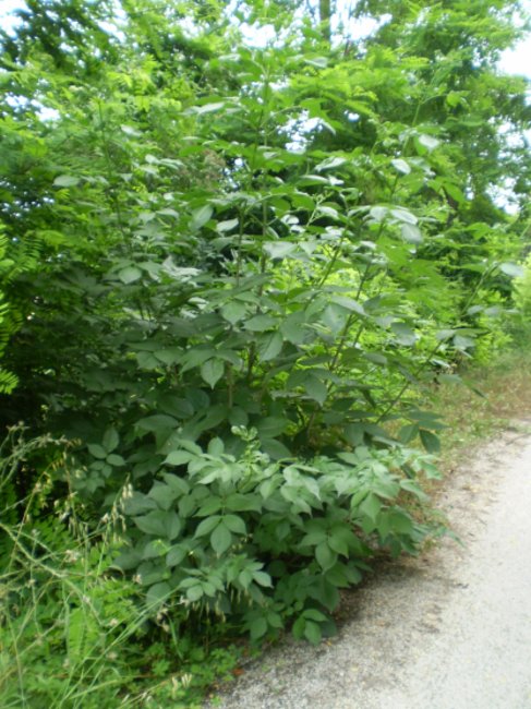 Arbusto - Sambucus nigra