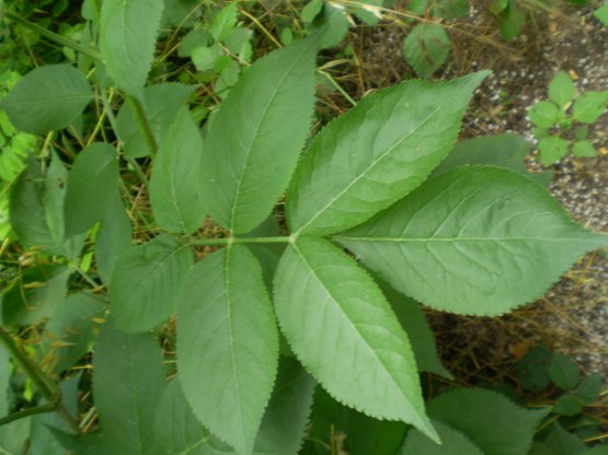Arbusto - Sambucus nigra