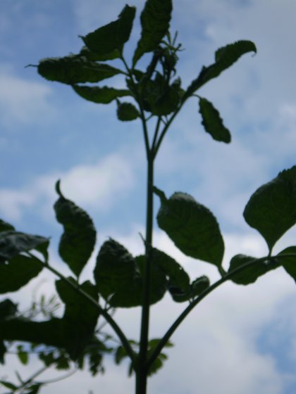 Arbusto - Sambucus nigra