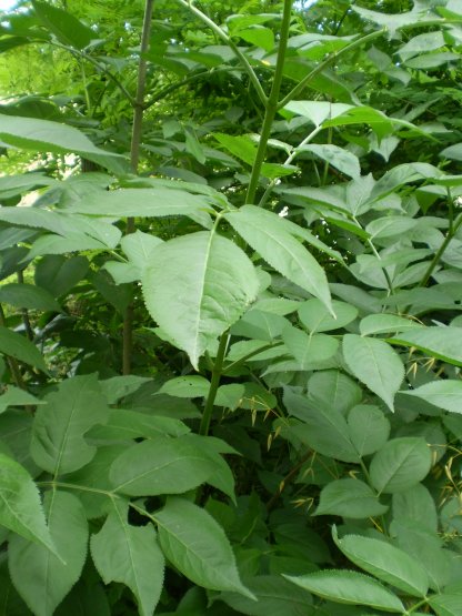 Arbusto - Sambucus nigra