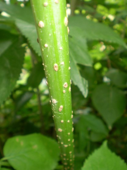 Arbusto - Sambucus nigra
