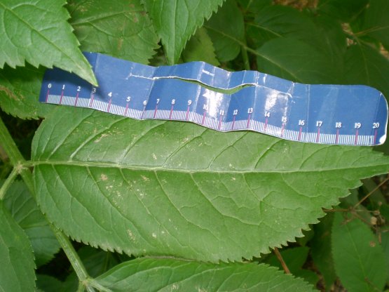 Arbusto - Sambucus nigra