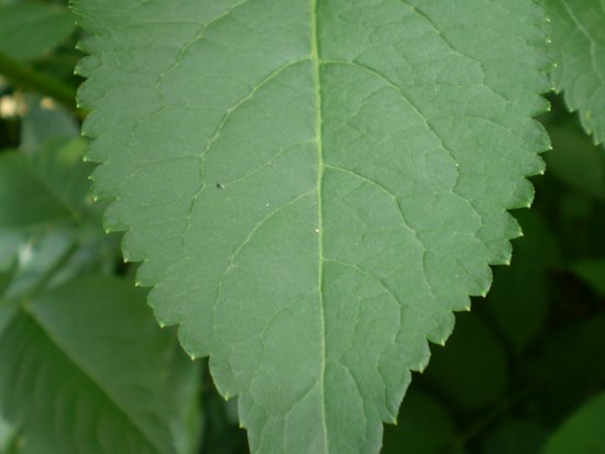 Arbusto - Sambucus nigra
