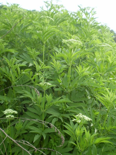 Sambucus ebulus / Sambuco lebbio