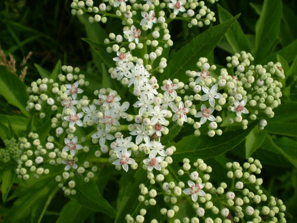 Sambucus ebulus / Sambuco lebbio