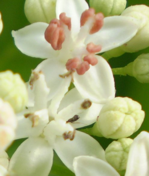 Sambucus ebulus / Sambuco lebbio