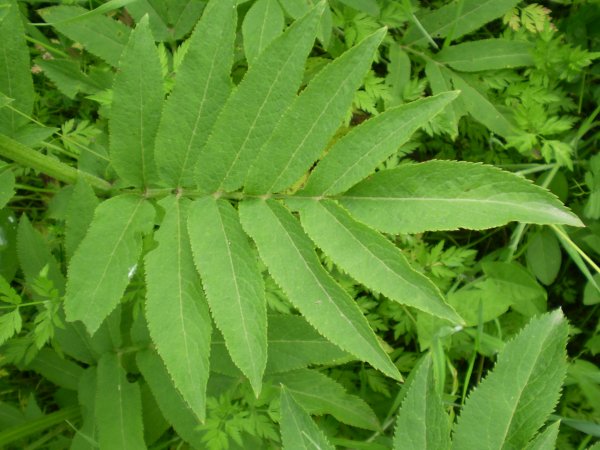 Sambucus ebulus / Sambuco lebbio