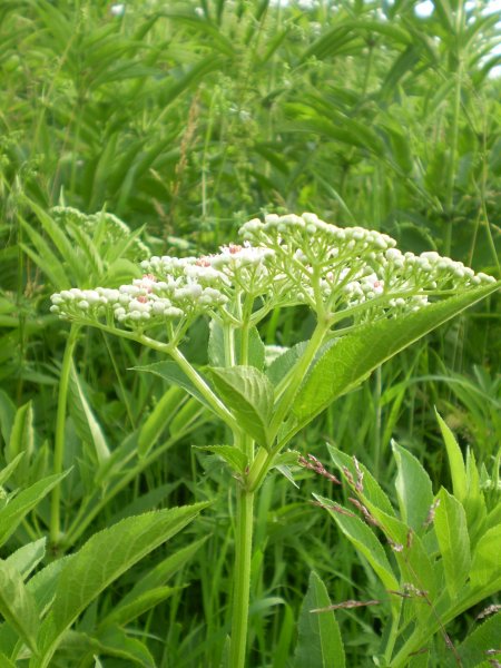 Sambucus ebulus / Sambuco lebbio