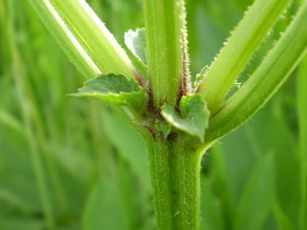 Sambucus ebulus / Sambuco lebbio