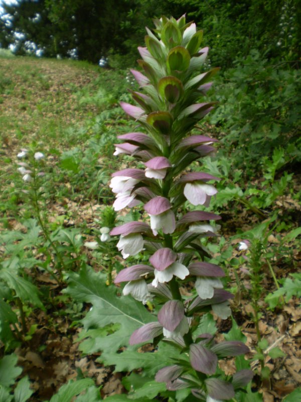 pianta aliena(x me) - Acanthus mollis