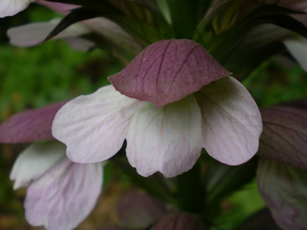 pianta aliena(x me) - Acanthus mollis