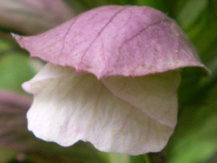pianta aliena(x me) - Acanthus mollis