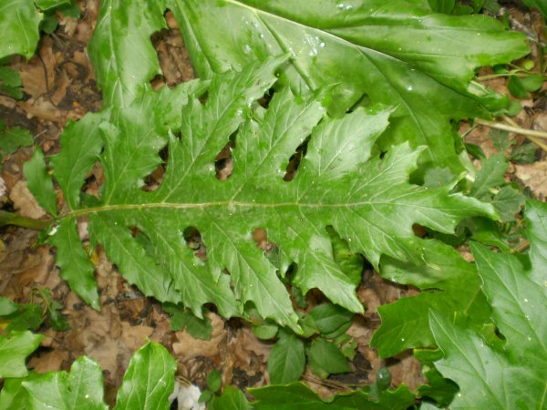 pianta aliena(x me) - Acanthus mollis