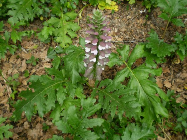 pianta aliena(x me) - Acanthus mollis