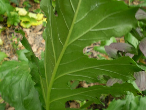 pianta aliena(x me) - Acanthus mollis