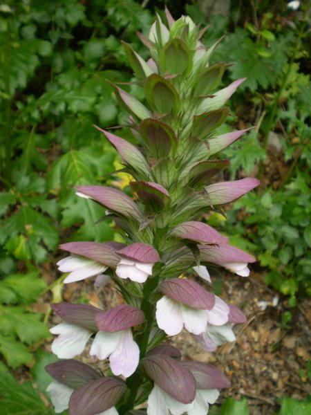 pianta aliena(x me) - Acanthus mollis