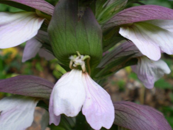 pianta aliena(x me) - Acanthus mollis