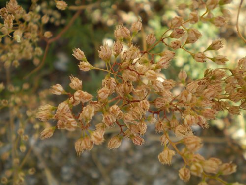 Sedum album / Borracina bianca