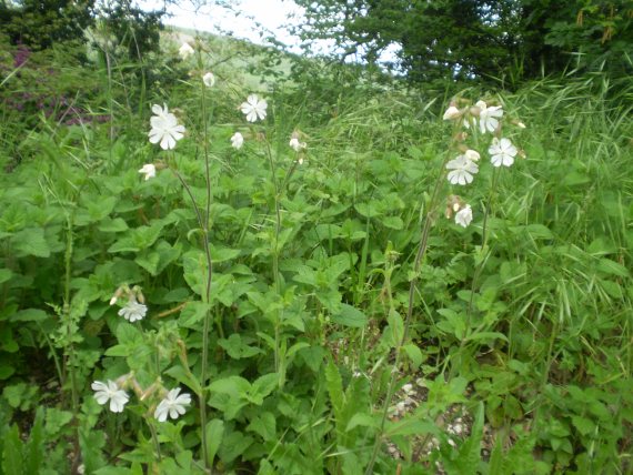 Silene alba