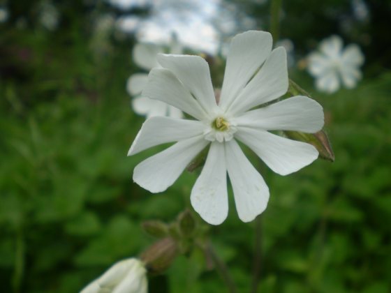 Silene alba