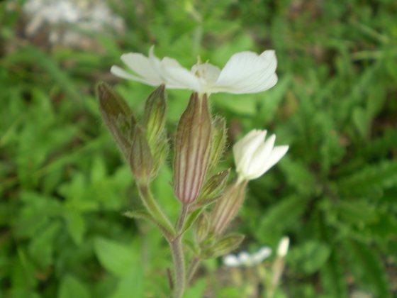 Silene alba