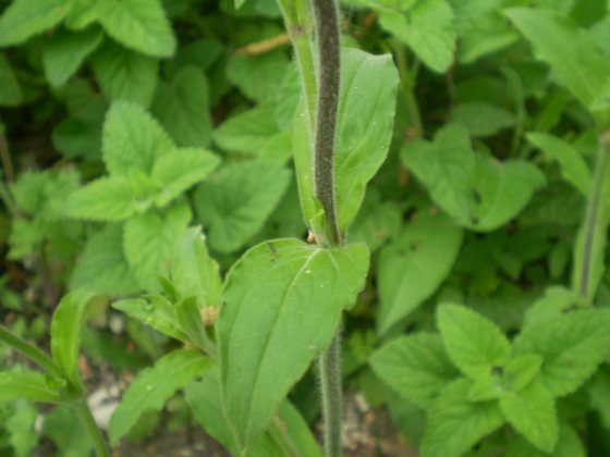 Silene alba