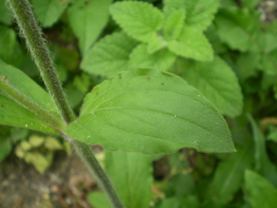 Silene alba