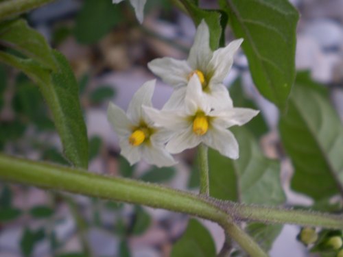 Solanum luteum