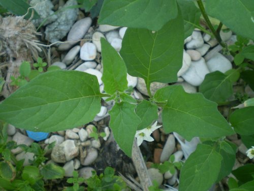 Solanum luteum